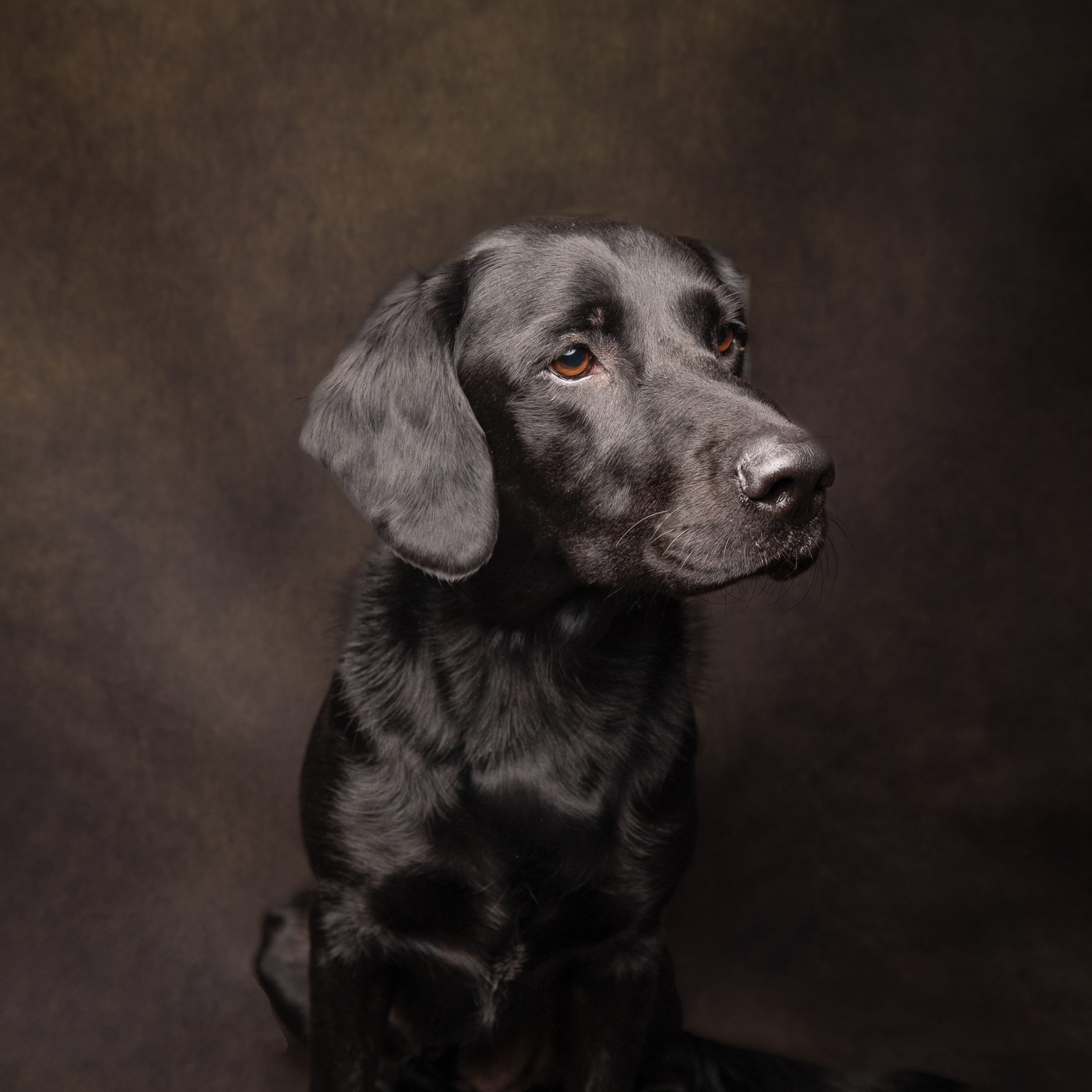 Barney the black Labrador staring off camera, against a dark background